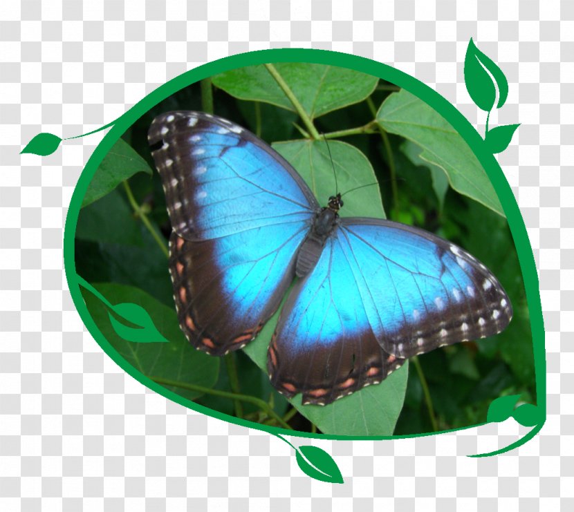 Butterfly Gardening Insect Gulf Fritillary Euptoieta Claudia - Butterflies And Moths Transparent PNG