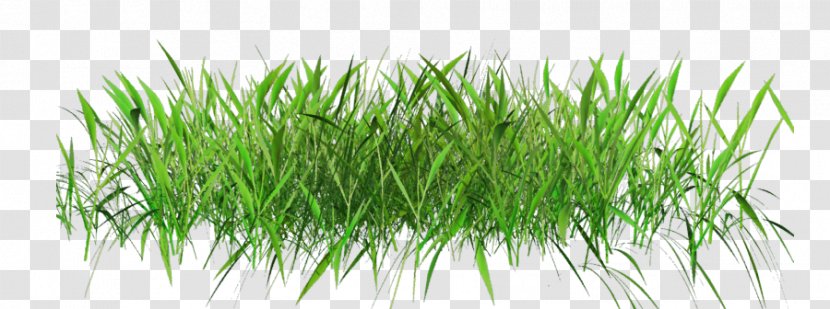 Desktop Wallpaper Lawn Clip Art - Grass Family - Data Compression Transparent PNG