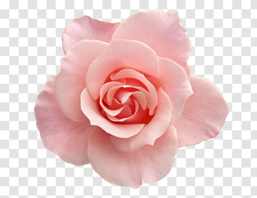 Beach Rose Pink Garden Roses Flower Stock Photography - White Transparent PNG