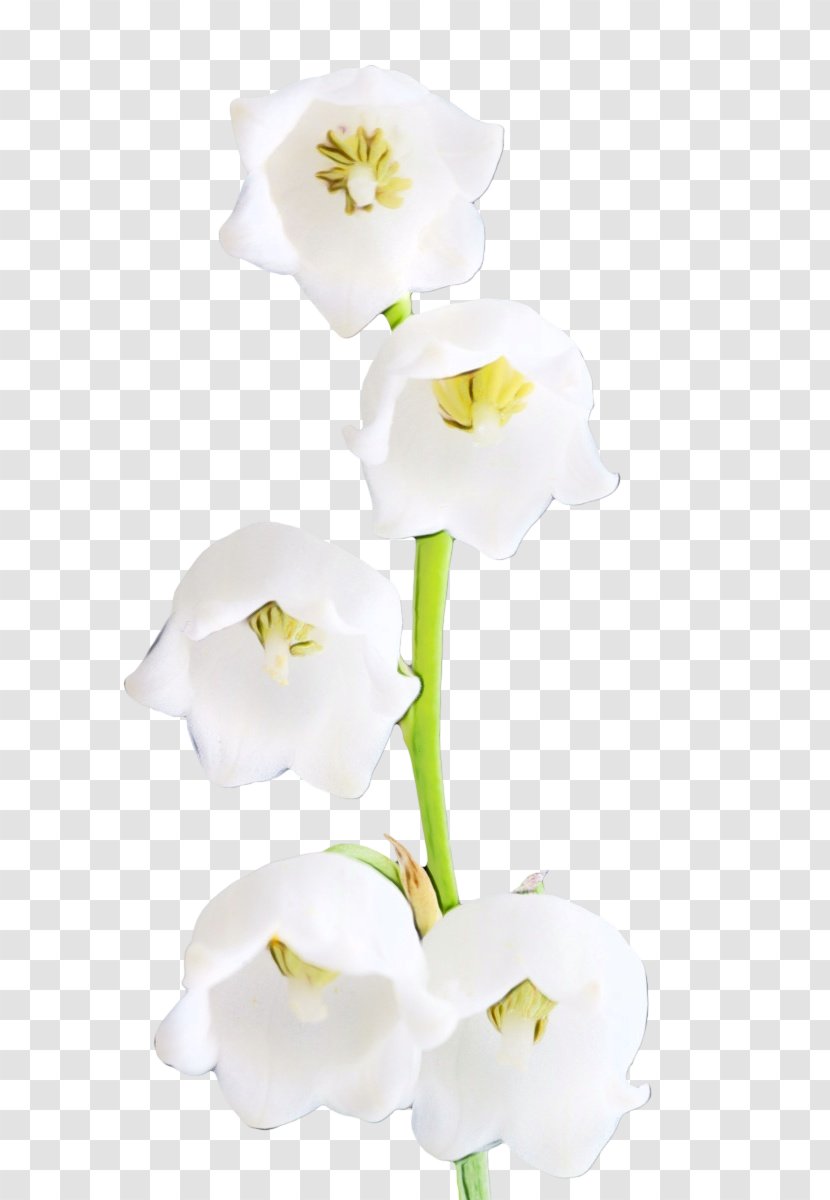 Watercolor Flower Background - Orchid Arum Family Transparent PNG