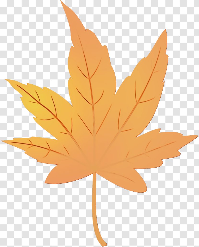 Maple Leaf - Black Transparent PNG