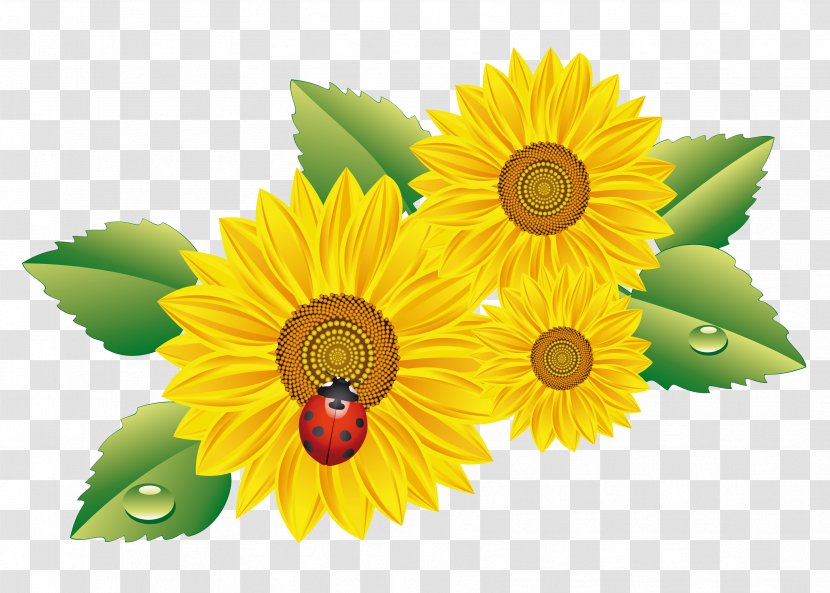 Clip Art Common Sunflower Desktop Wallpaper GIF No - Aquarelle Transparent PNG