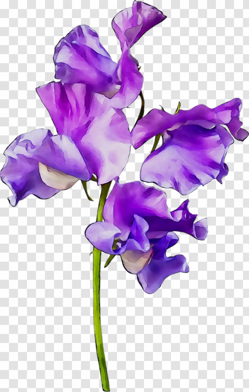 Plant Stem Cut Flowers Plants - Perennial - Viola Transparent PNG