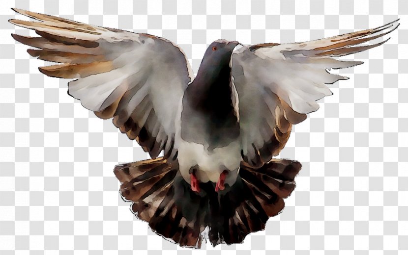 Domestic Pigeon Bird Transparency Image - European Turtle Dove Transparent PNG