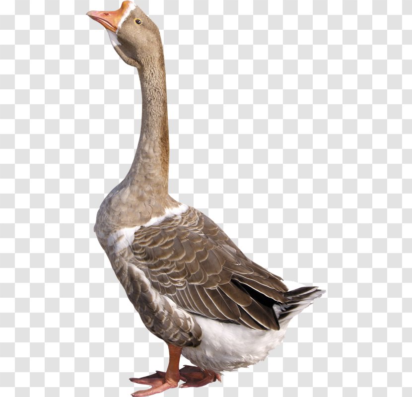 Greylag Goose Duck Domestic - Fauna - Xb Transparent PNG
