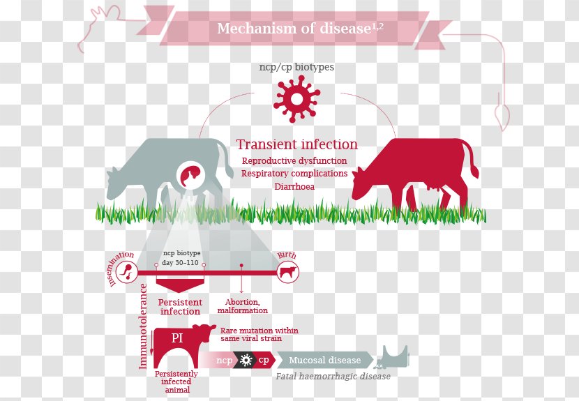 Cattle Bovine Viral Diarrhea Virus Disease - Pink Transparent PNG