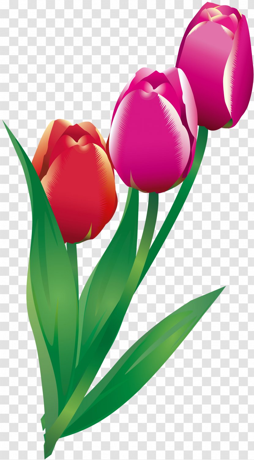 Cut Flowers Tulip Flowering Plant - Lilium Transparent PNG