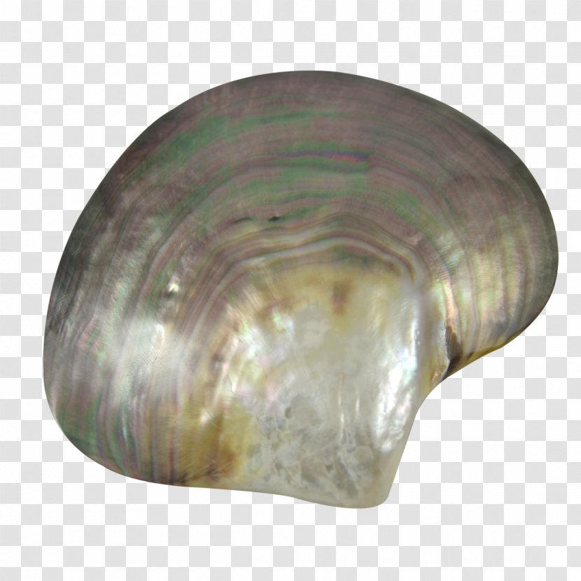 Oyster Mussel Clam Seashell Beach - Artifact - PEARL SHELL Transparent PNG