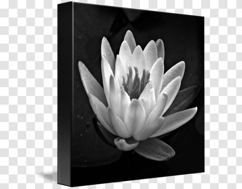 Black And White Gallery Wrap Canvas Art - Flowering Plant - Blur Transparent PNG
