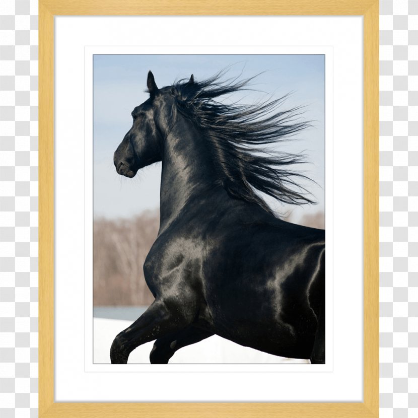 Stallion Friesian Horse Mustang Photography Art - Watercolor Transparent PNG