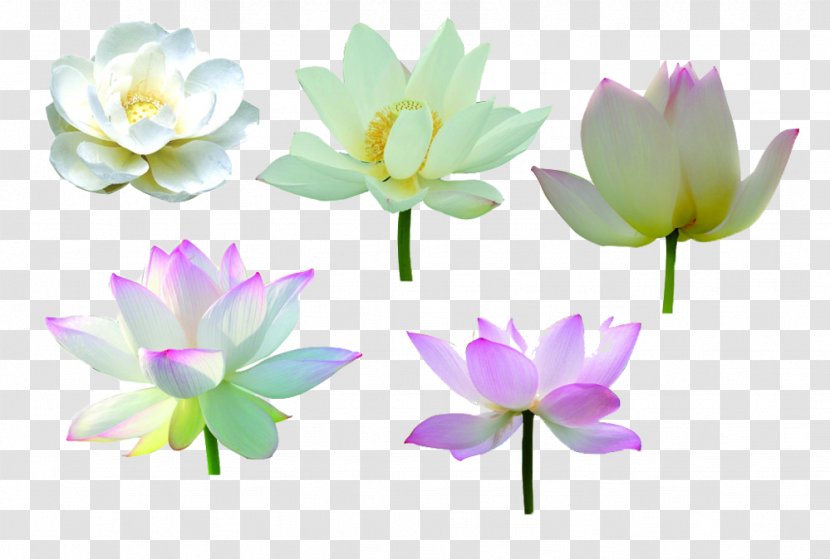 Nelumbo Nucifera Download - Aquatic Plant - Gathering Lotus Picture Material Transparent PNG