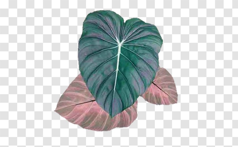 Oil Painting Flower - Art - Morning Glory Petal Transparent PNG