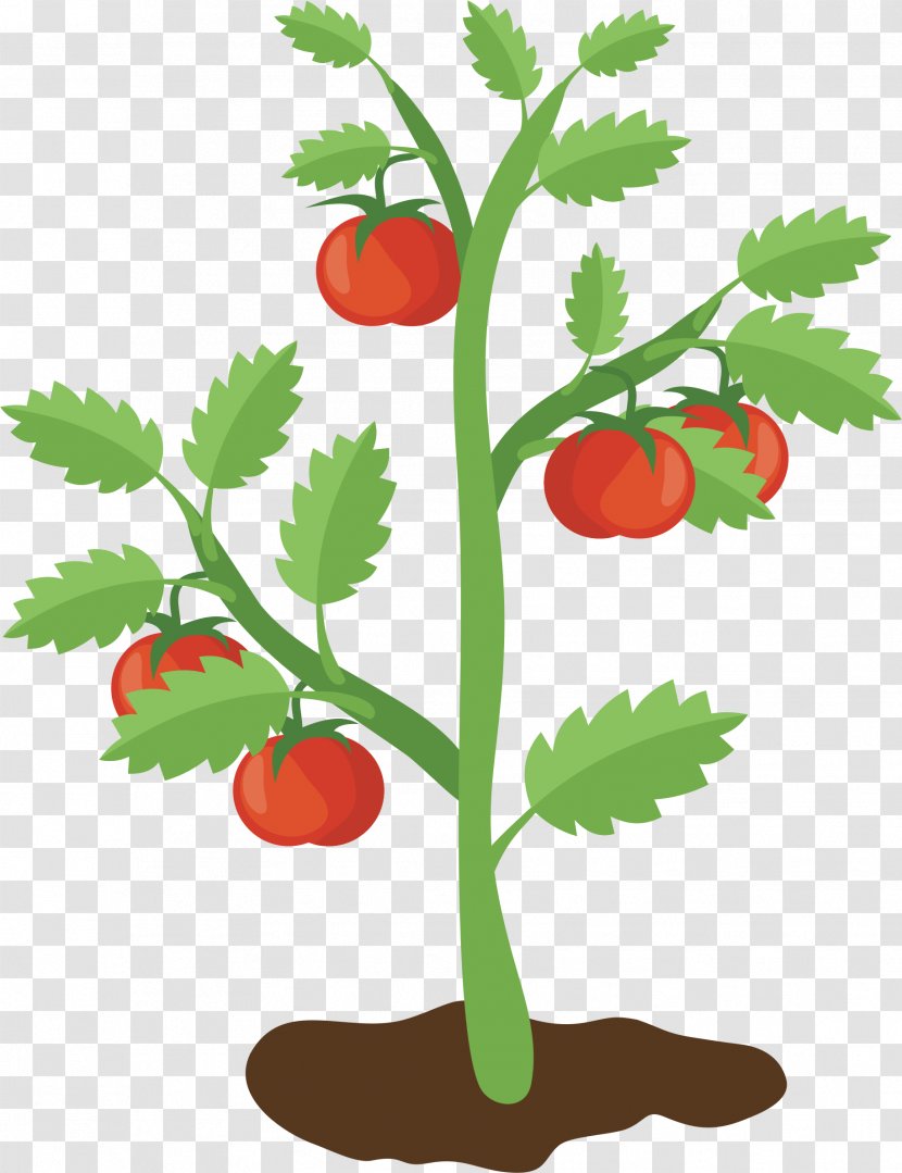 Clip Art Vector Graphics Cherry Tomato Food Image - Local - Fungus Transparent PNG