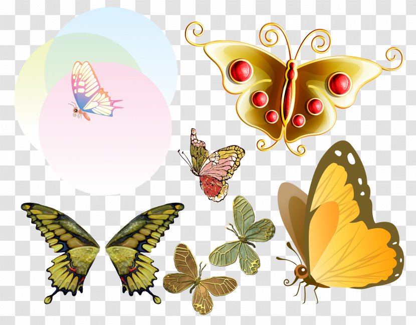 Butterfly Clip Art - Invertebrate - Buterfly Transparent PNG