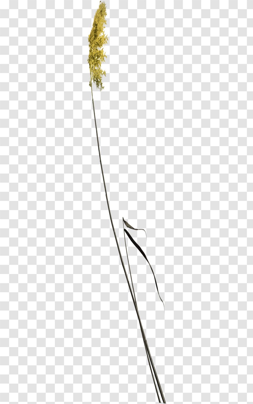 Shulin District Twig Tree Download - Flower Transparent PNG