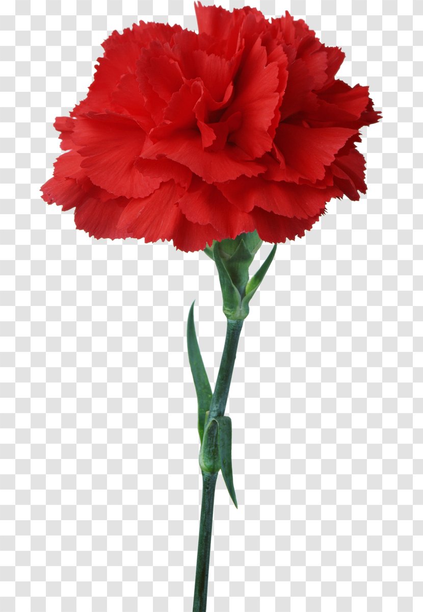 Carnation Flower Floristry Red Clip Art - Plant Stem - Pepermint Transparent PNG
