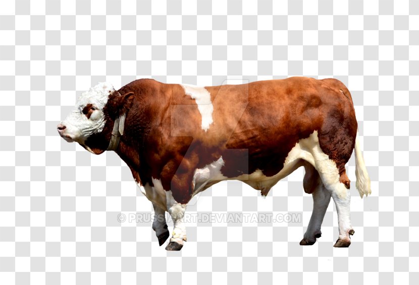 Brahman Cattle Calf Ox Bull - Pasture Transparent PNG
