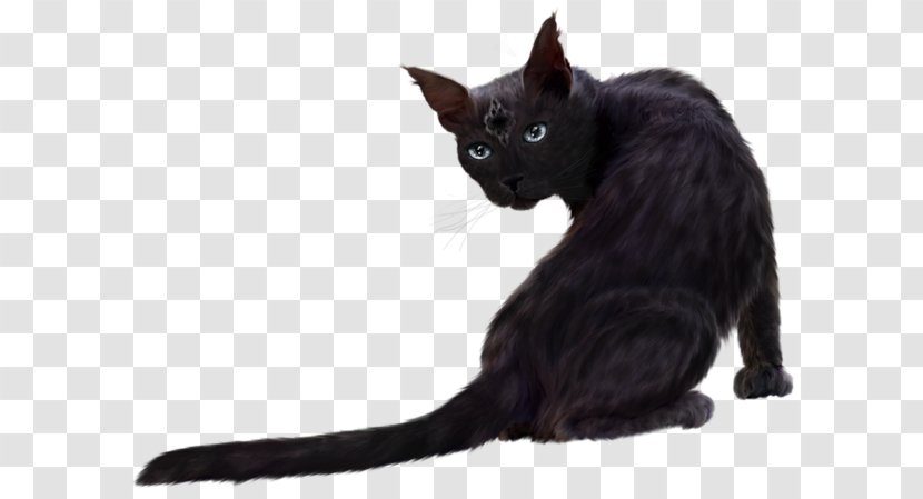 Bombay Cat Kitten Norwegian Forest Persian Maine Coon - Like Mammal Transparent PNG