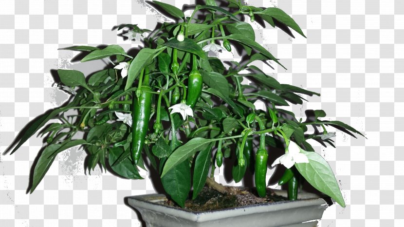 Cayenne Pepper Chili Fatalii Padrón Peppers Bonsai Styles - Com - Japanese Transparent PNG