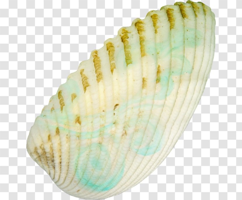 Clam Seashell Castle Conchology Clip Art - Turquoise Transparent PNG