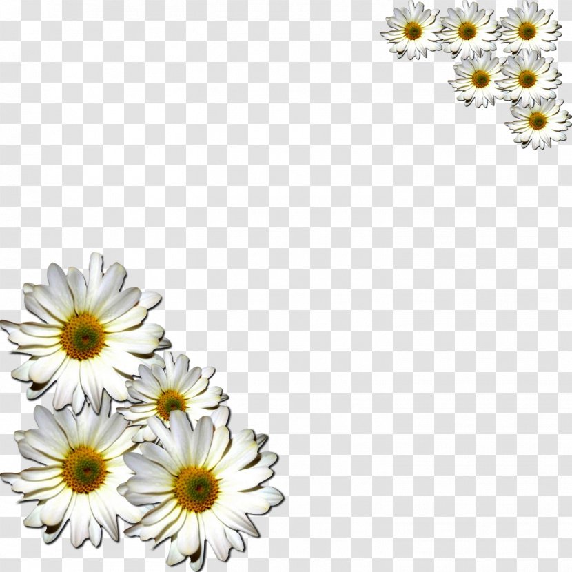 Flower Common Daisy - Family - Margarita Transparent PNG