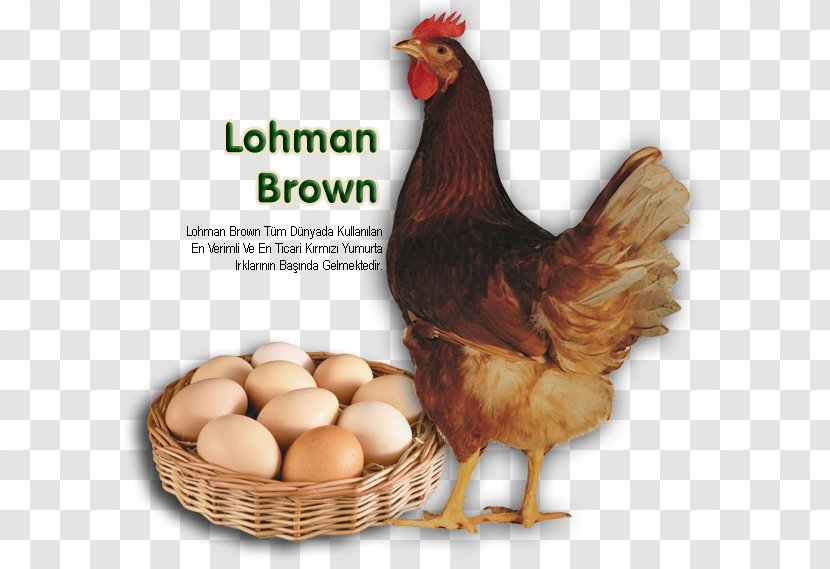 ISA Brown Lohmann Sussex Chicken Leghorn Egg - Poultry Farming Transparent PNG