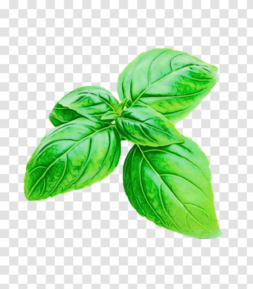 Leaf Green Basil Plant Flower - Paint - Food Vegetable Transparent PNG