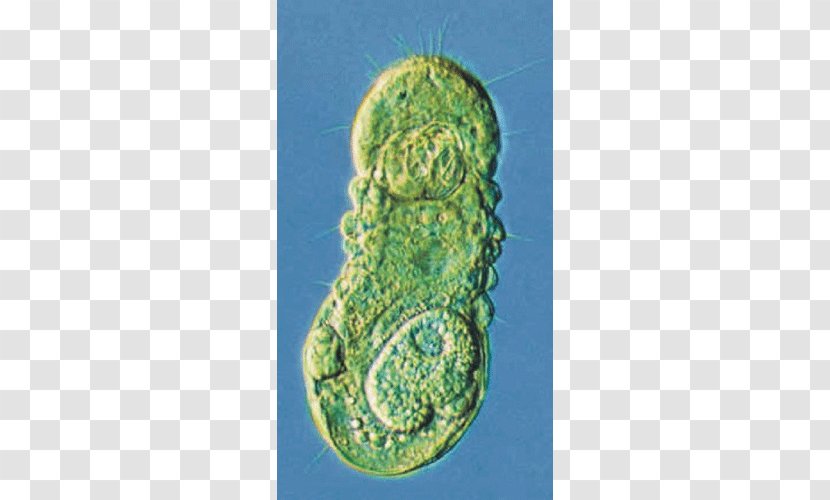 Limnognathia Phylum Loricifera Animal Kinorhyncha - Placenta - Gnat Transparent PNG
