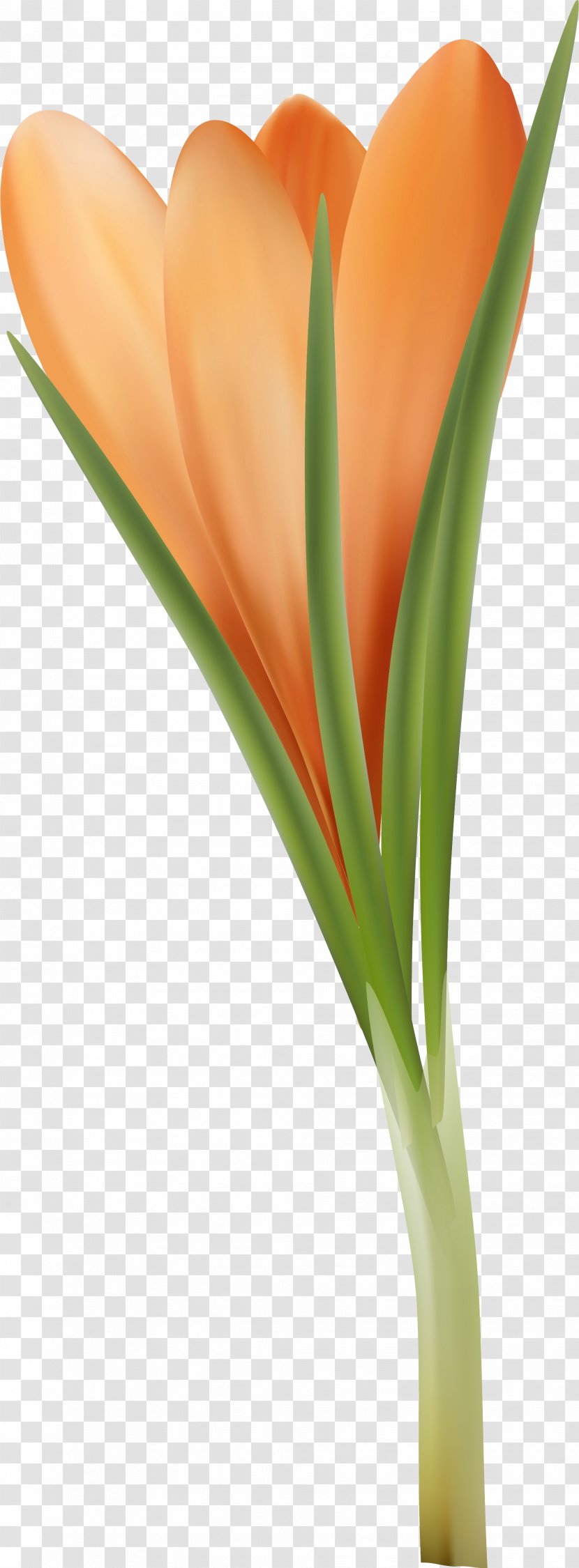 Tulip Orange Flower Red Clip Art Transparent PNG