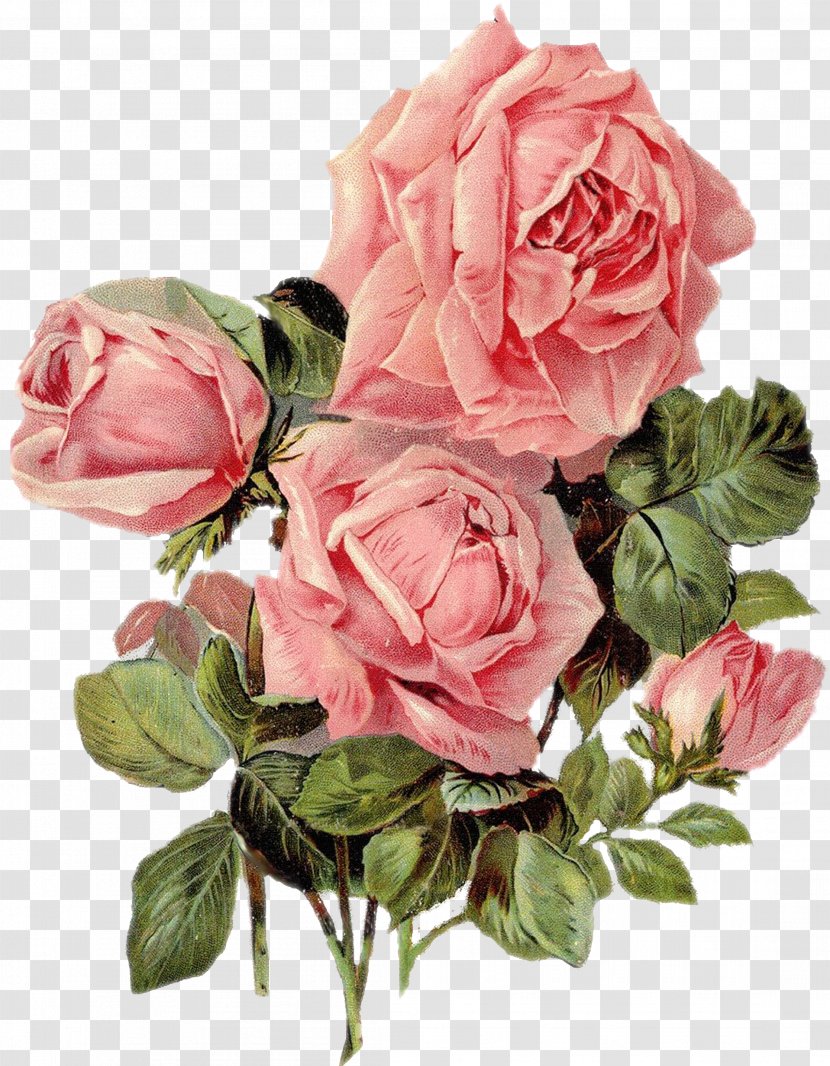 Paper Rose Printing Flower Art - Rosa Centifolia Transparent PNG