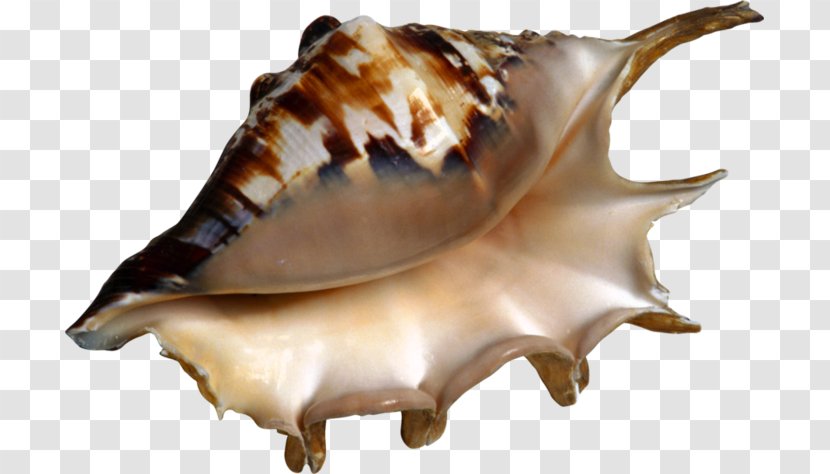 Conch Seashell Laevistrombus Canarium Clip Art - Digital Image Transparent PNG