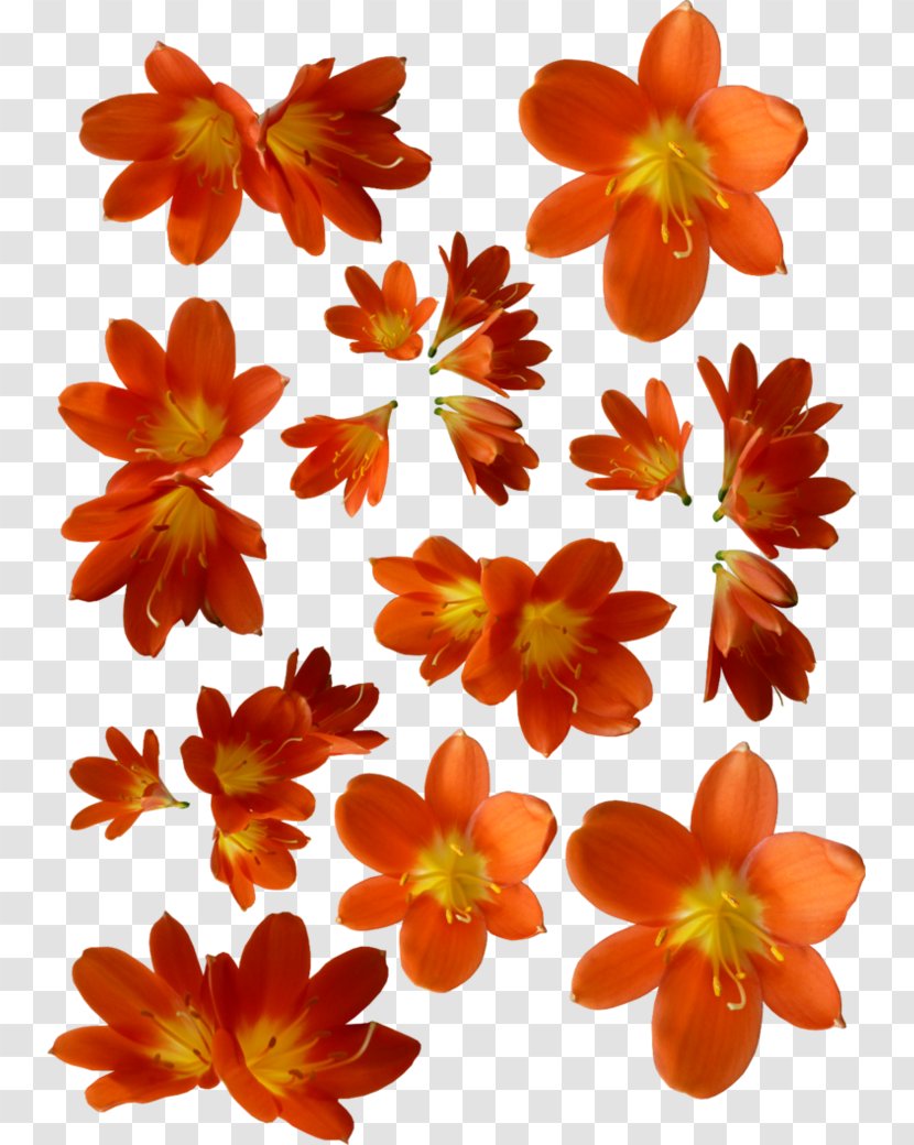 Flower Orange Petal - Deviantart Transparent PNG
