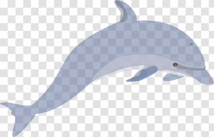 Common Bottlenose Dolphin Tucuxi Porpoise Illustration - Blue - Light Transparent PNG