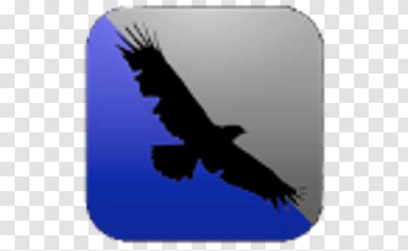 Bald Eagle Beak Sky Plc Transparent PNG
