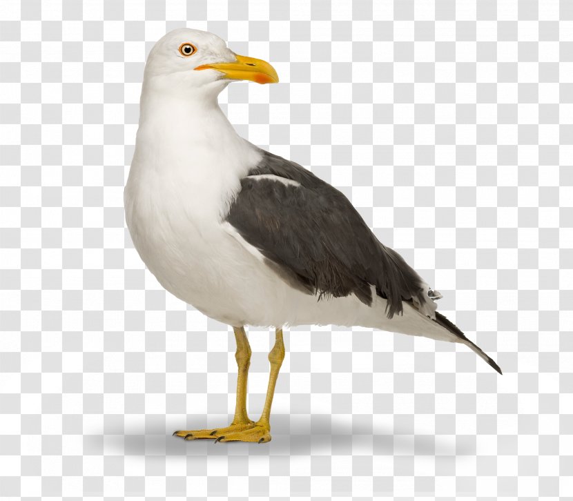 Great Black-backed Gull European Herring Bird Vertebrate Lesser - Black Backed Transparent PNG