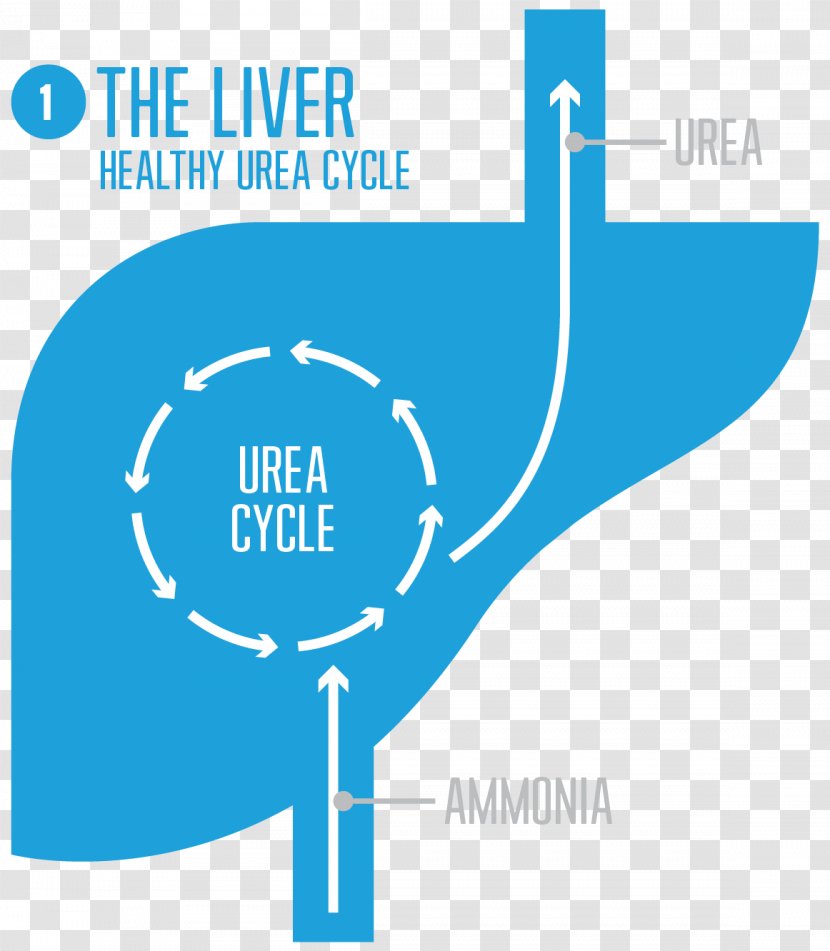 Urea Cycle Disorder Liver Carbamoyl Phosphate Synthetase I - Online Advertising Transparent PNG