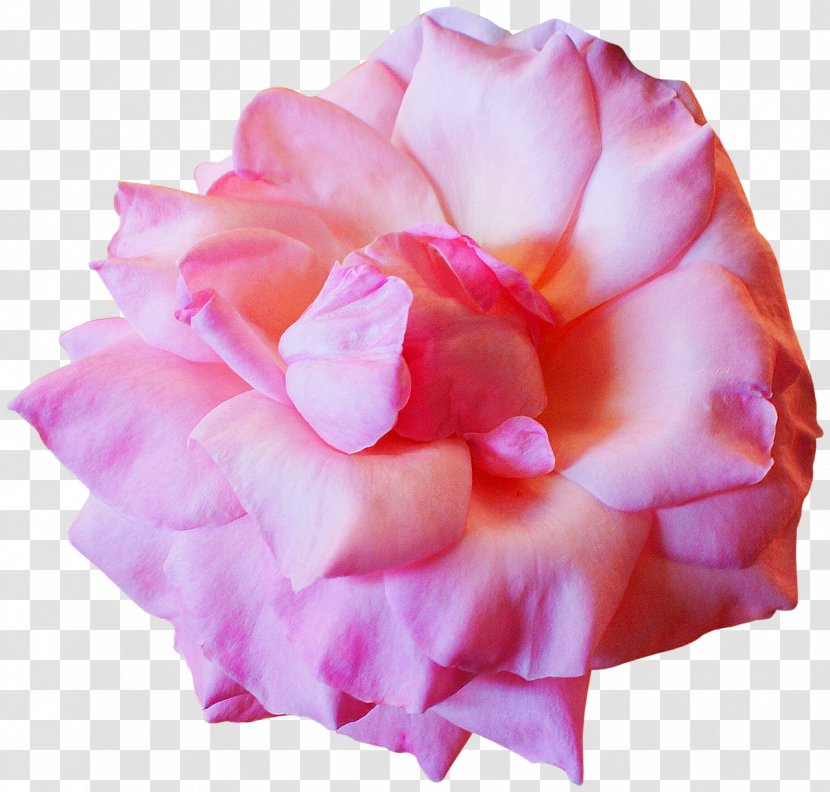 Cut Flowers - Rose Family - Flower Transparent PNG