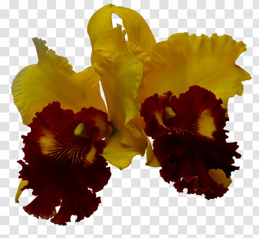 Cattleya Orchids Art Photographer Violet Transparent PNG
