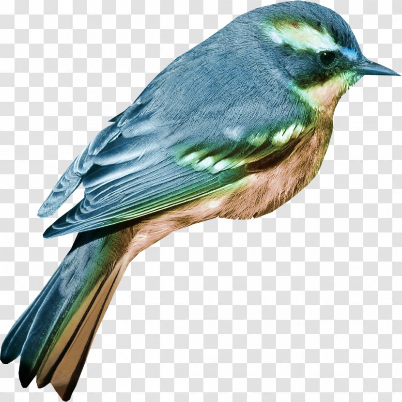 Bird Clip Art - Perching - Swallow Transparent PNG