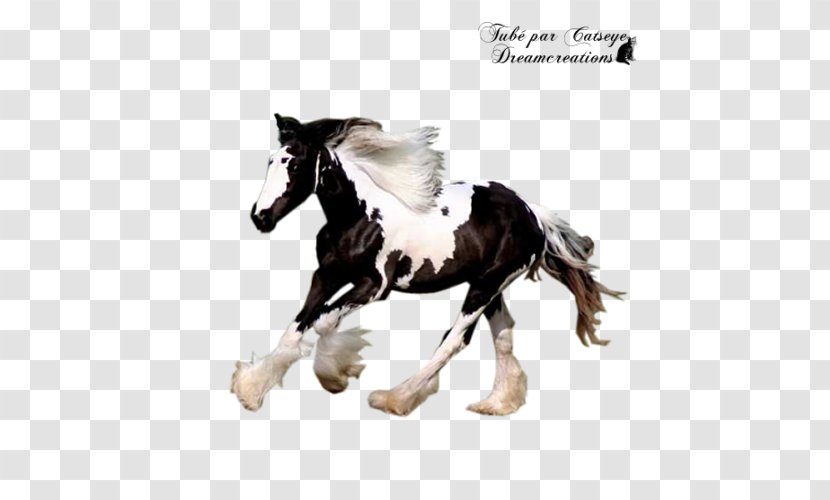 Stallion Mustang Gypsy Horse Pony Mare Transparent PNG