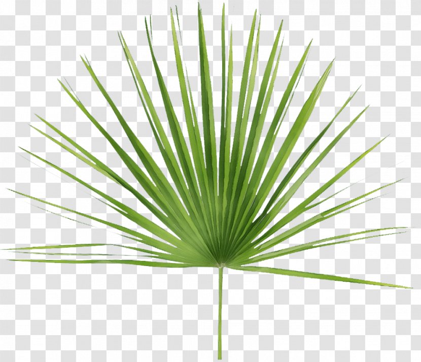 Palm Tree Background - Perennial Plant - Flowering Transparent PNG