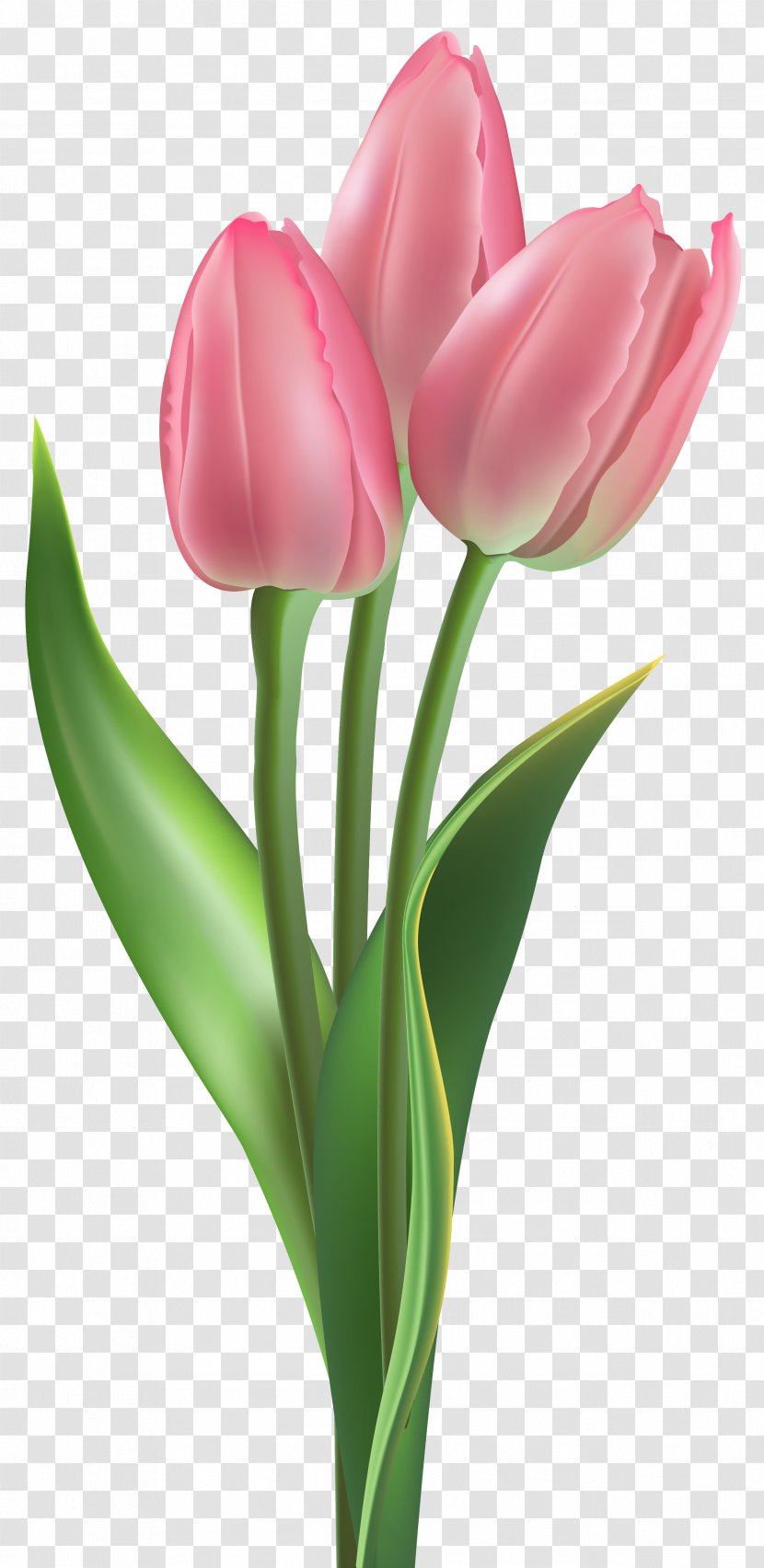 Tulip Flower Pink Clip Art - Soft Tulips Clipart Image Transparent PNG