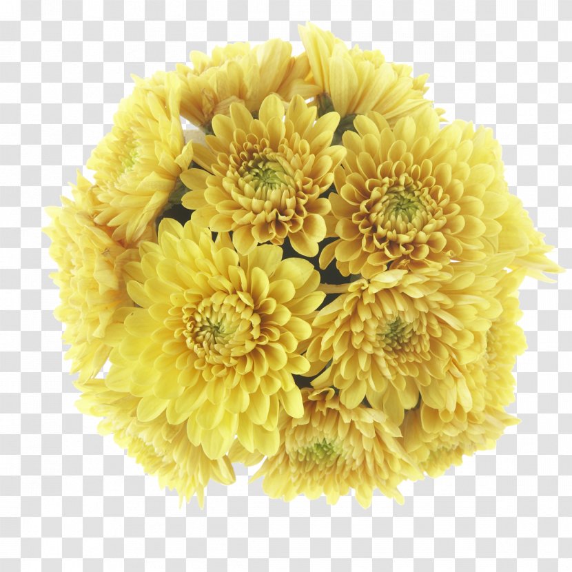Buk District OPEN Chrysanthemum Transvaal Daisy Clip Art - Blog - Open The Transparent PNG