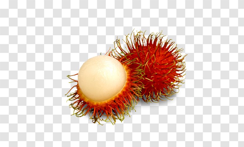 Rambutan VEGILAND Exporters Pvt Ltd Vegetable Lychee Fruit - Plant - Quality Transparent PNG