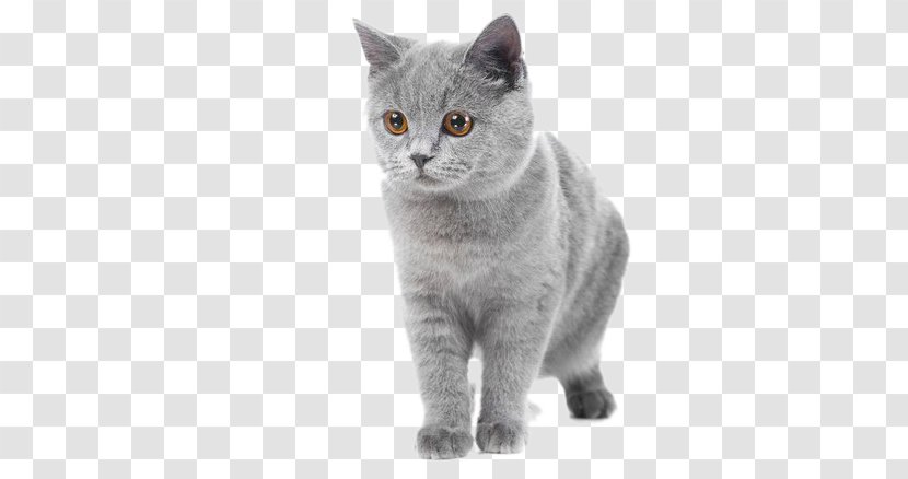 British Shorthair Abyssinian Russian Blue Kitten - Gray Transparent PNG