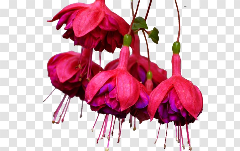 Cut Flowers Pink M Plant Stem Petal RTV - Flower Transparent PNG