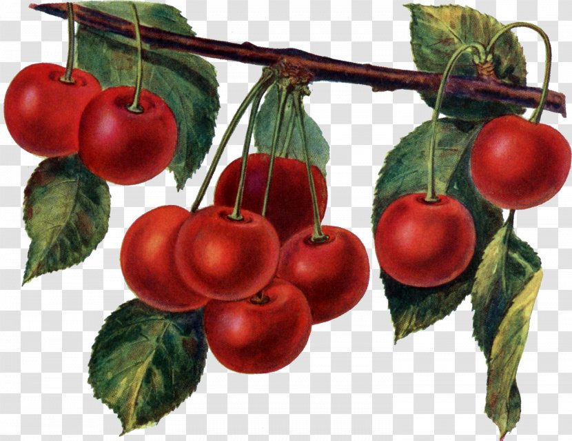 Cherry Pie Maraschino Sour - Natural Foods Transparent PNG
