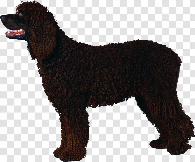 Irish Water Spaniel American Boykin Barbet Dog Curly-Coated Retriever - Curly Coated Transparent PNG