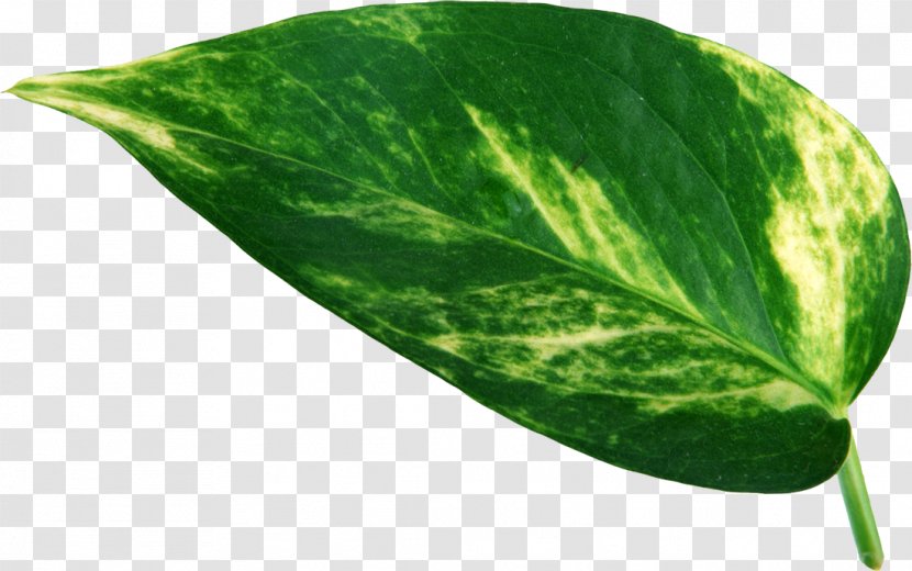 Leaf Swiss Cheese Plant Leaves Stoma - Photography Transparent PNG