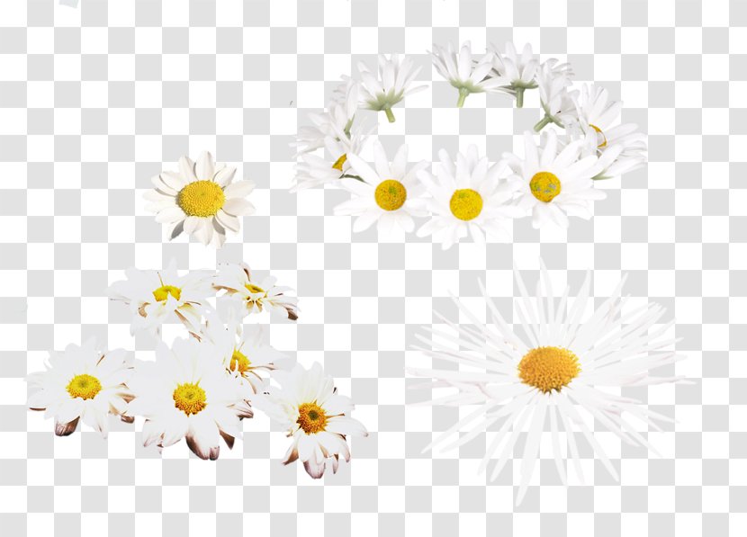 Floral Design Art Creativity Chrysanthemum - Dream - Roman Chamomile Transparent PNG